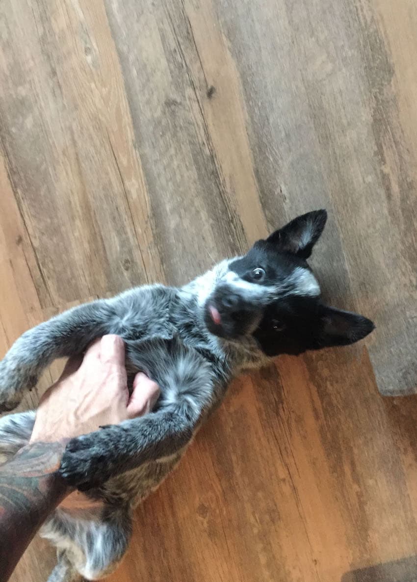 Cattledog Australian dog