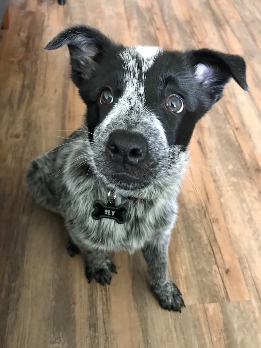 Cattledog dog