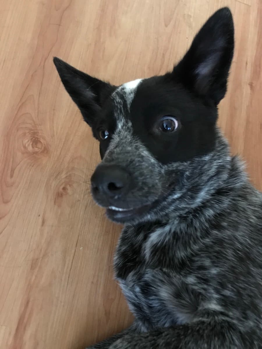 Cattledog Australian