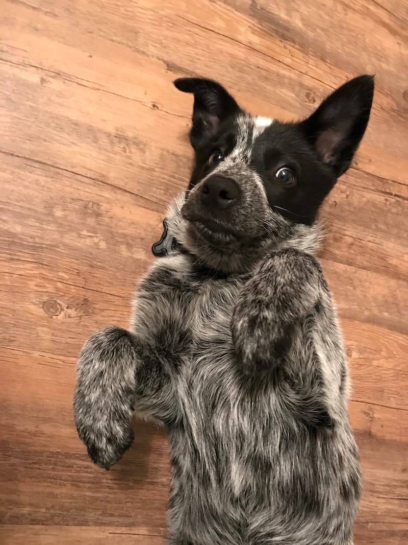Winter Dog Activities: Indoor and Outdoor Fun to Beat the Cold