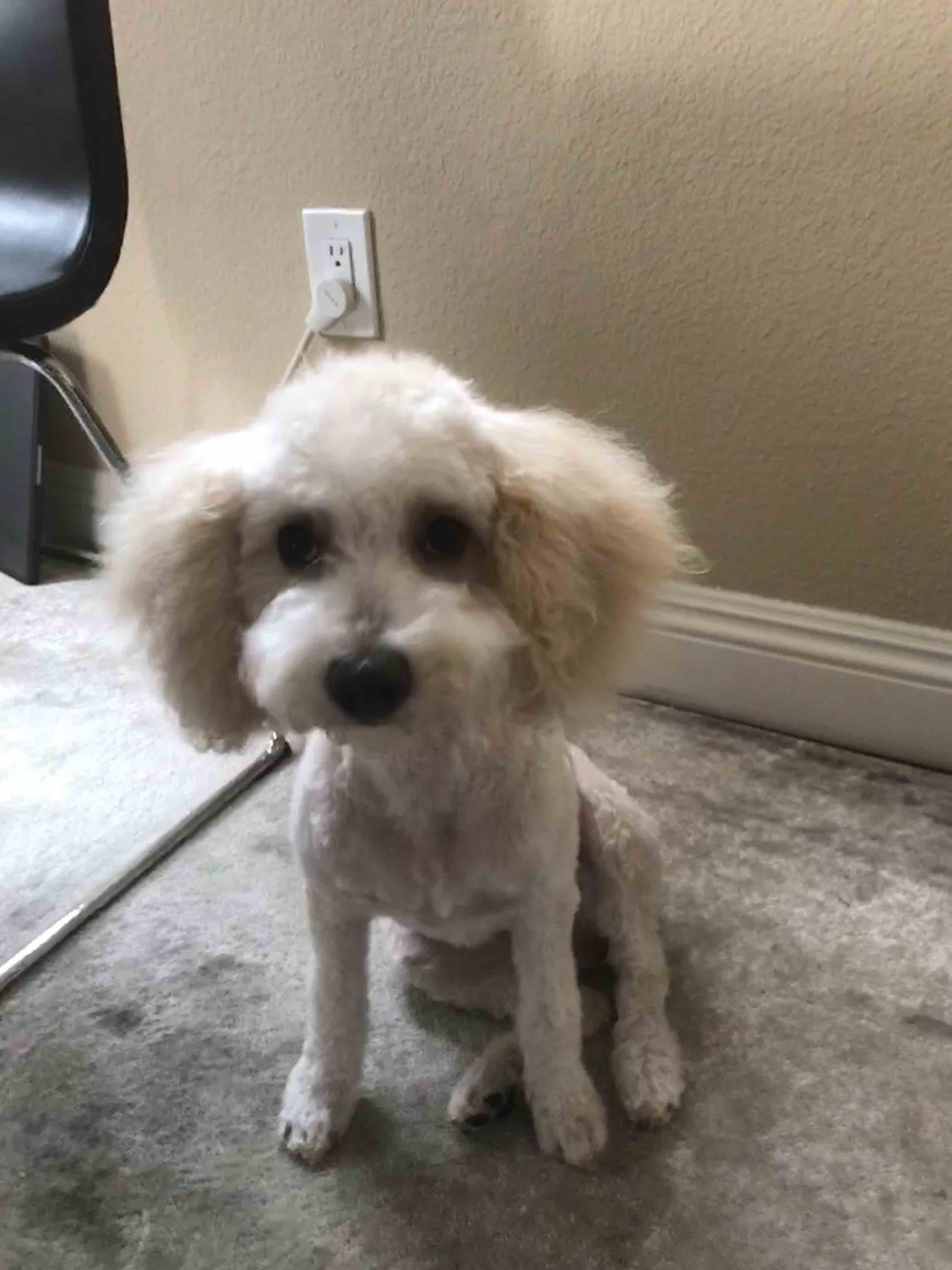 Cavapoo dog