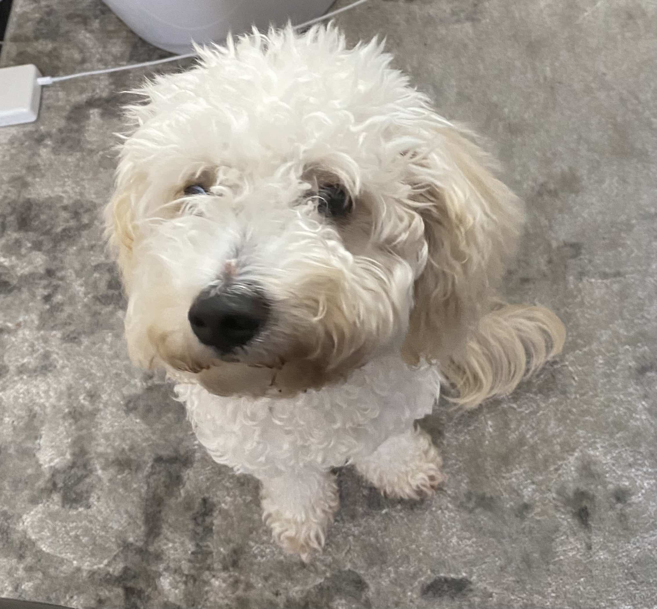 Cavapoo