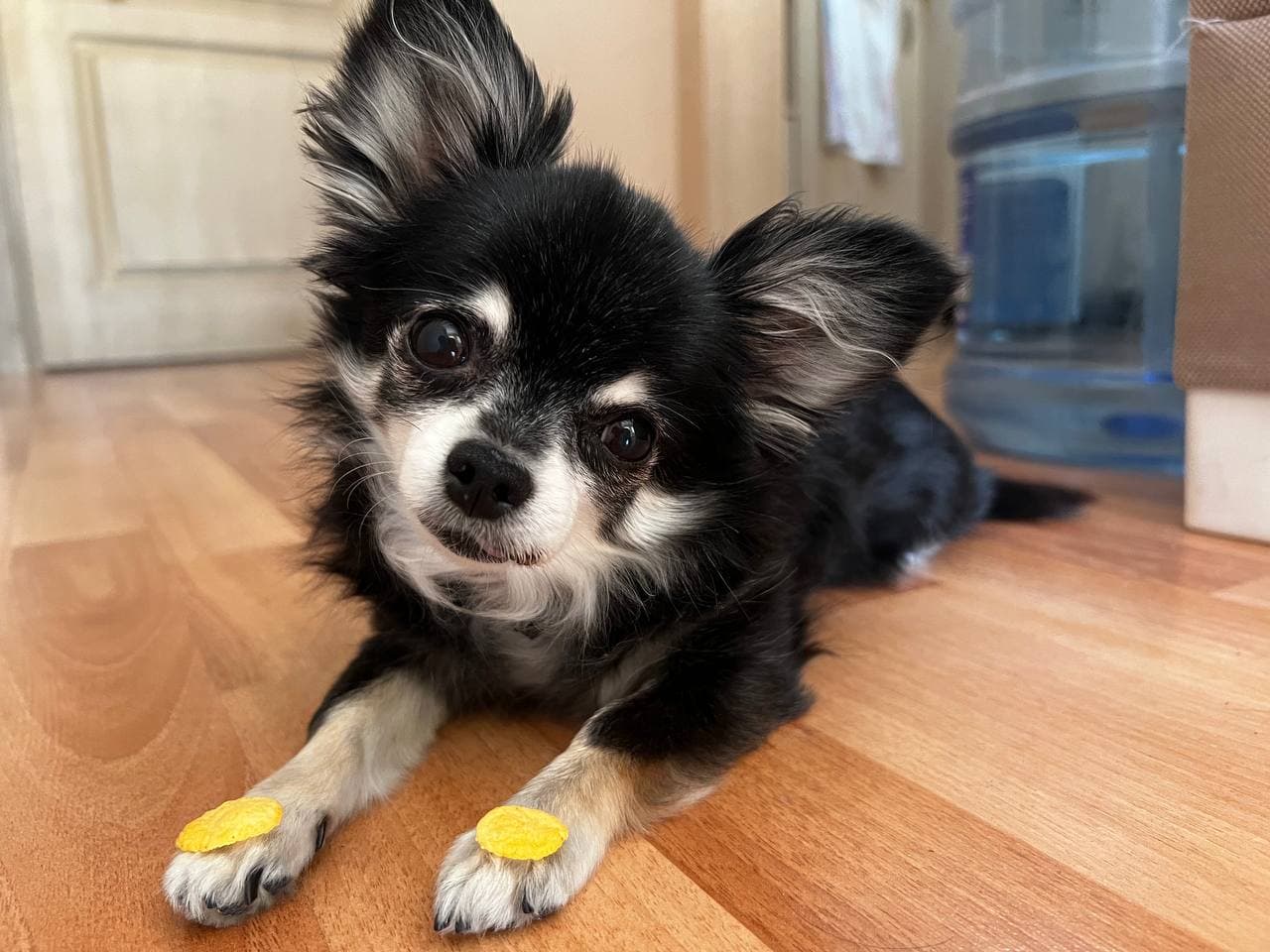 Chihuahua dog