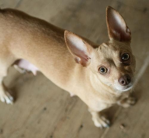 10 Ancient Dog Breeds With Fascinating Histories That Shaped Human Civilization