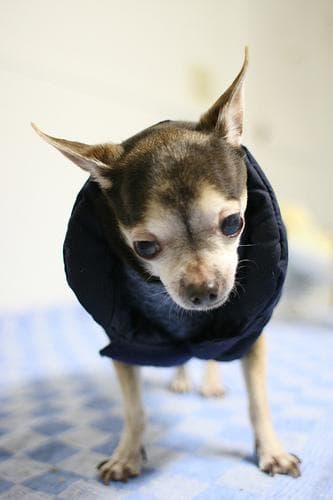 Chihuahua dog