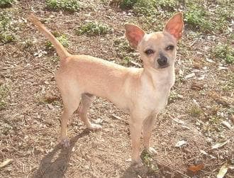 Chihuahua dog