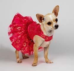 Chihuahua dog