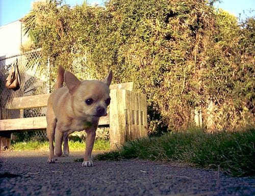 Chihuahua