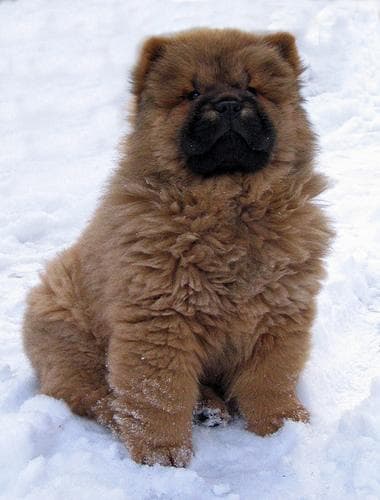 Chow dog