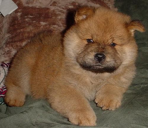 Chow dog