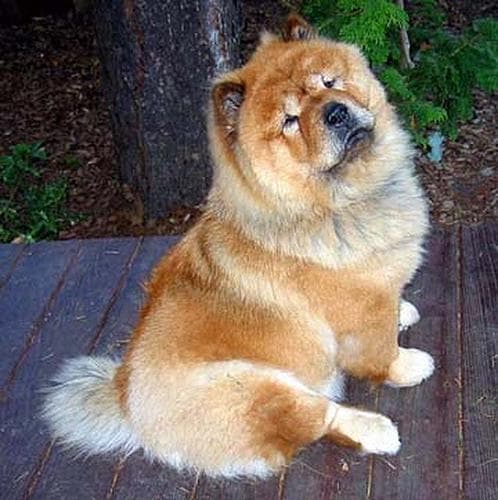 Chow dog