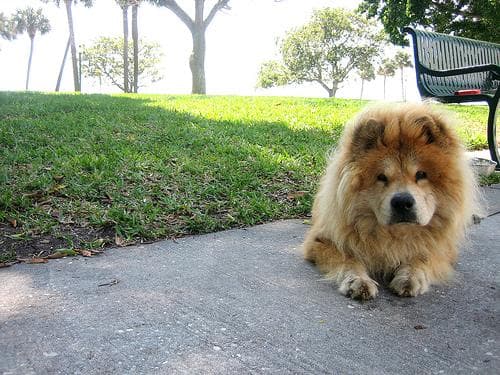 Chow dog