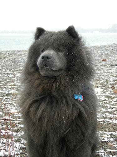 Chow