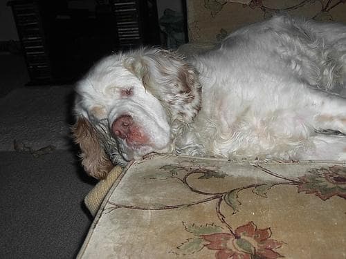 Clumber dog