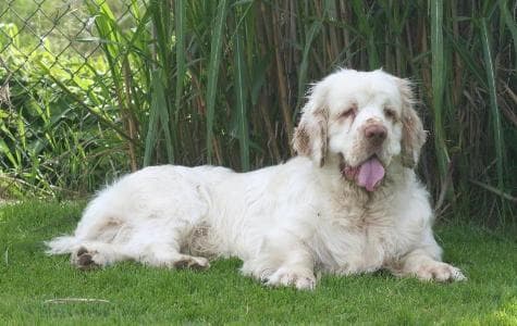 Clumber dog