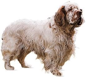 Clumber dog