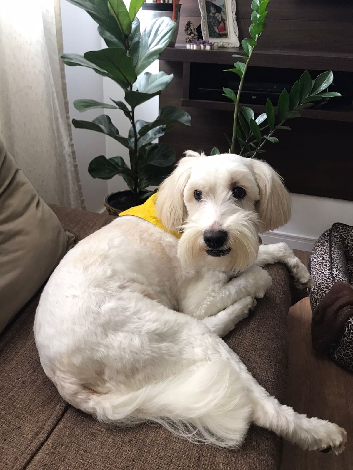 Cockapoo dog
