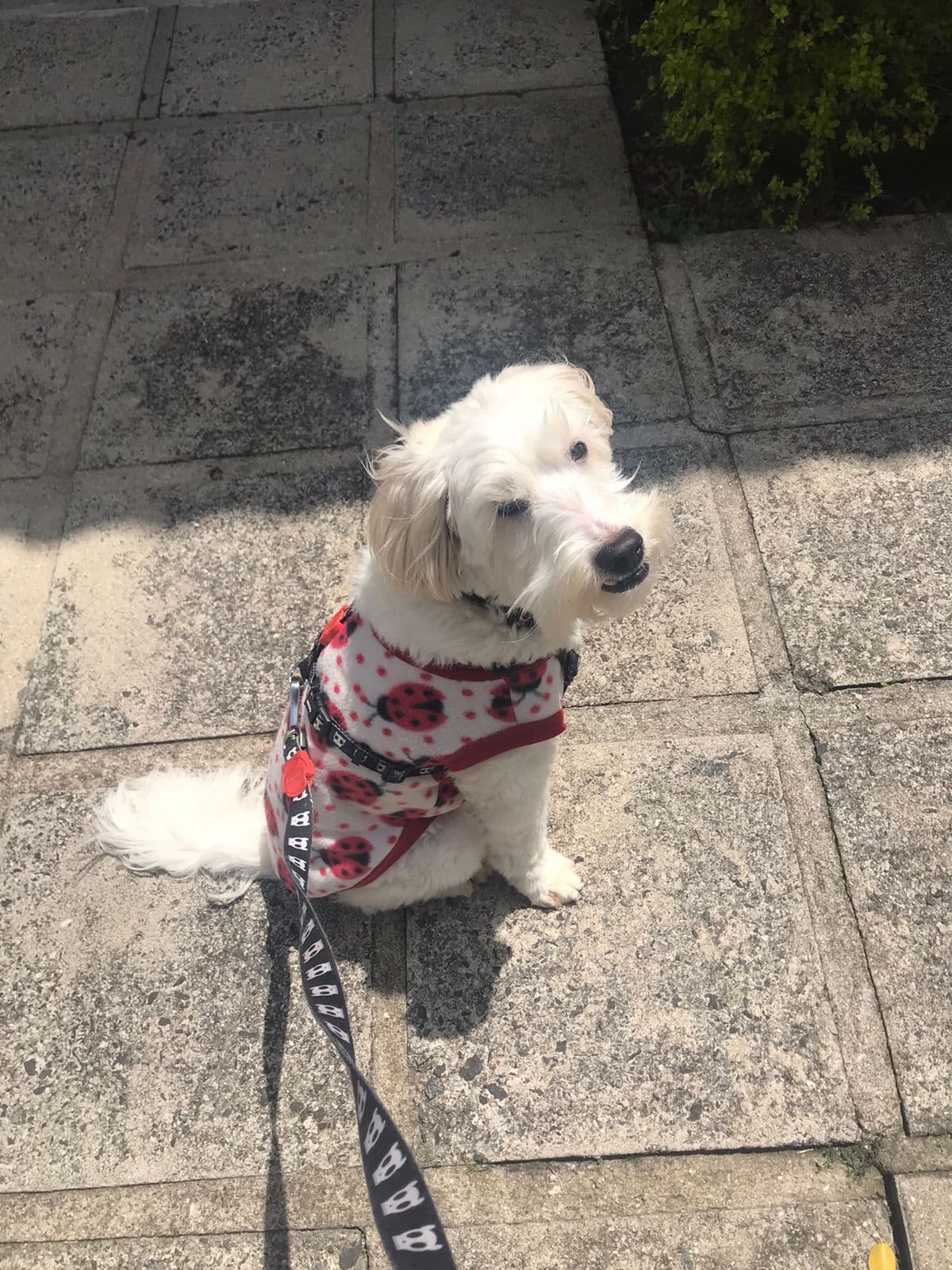 Cockapoo dog