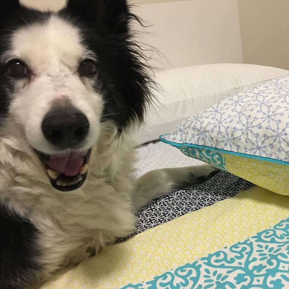 Collie dog