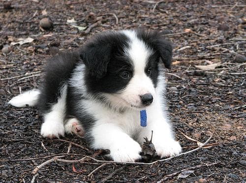 Collie Border