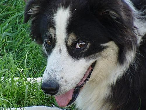 Collie Border dog
