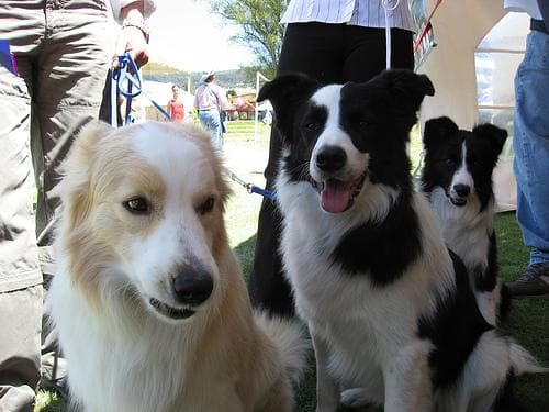 Collie Border dog