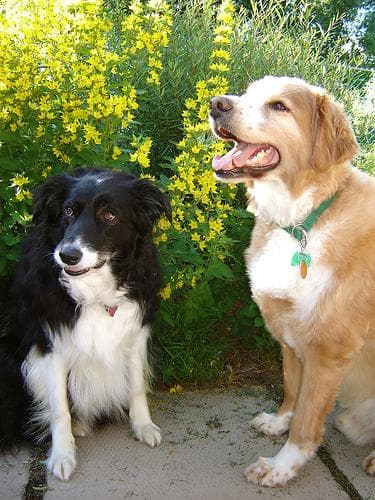 Collie Border dog