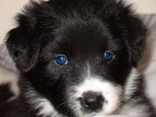 Collie