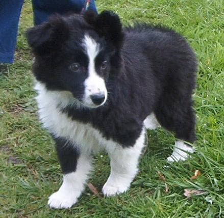 Collie