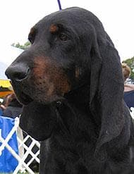 Coonhound dog