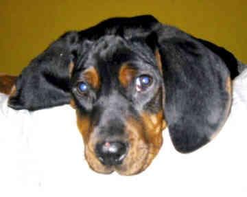 Coonhound dog