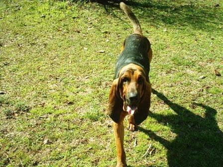 Coonhound