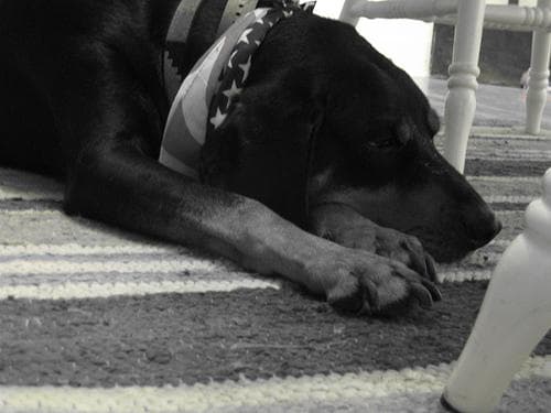 Coonhound dog