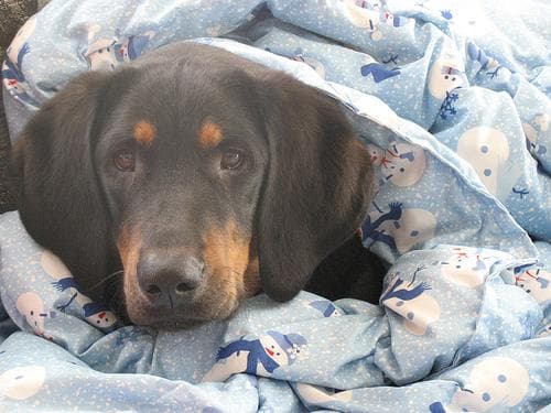 Coonhound dog