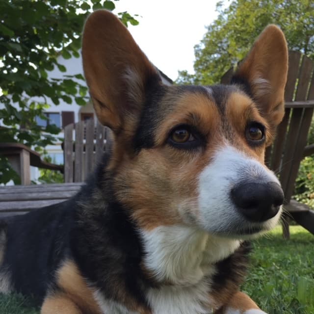 Adorable corgi dog