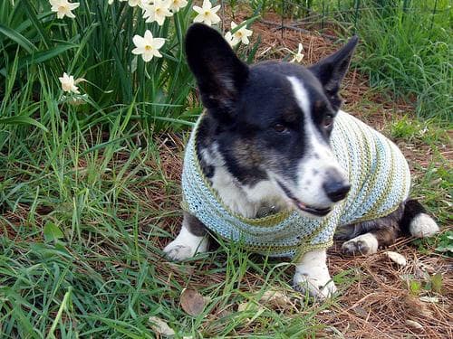 Corgi dog