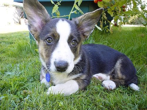 Corgi Cardigan dog
