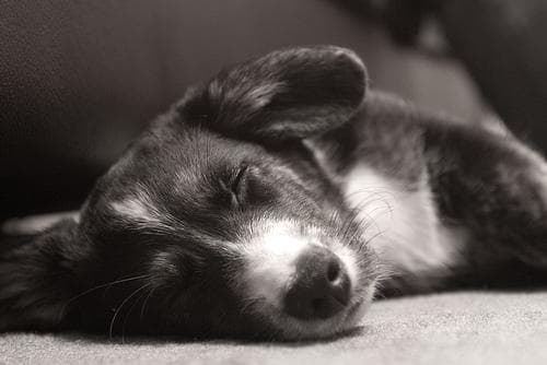Corgi Cardigan dog