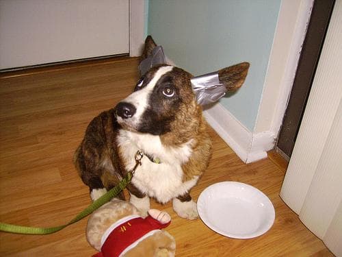 Corgi Cardigan dog