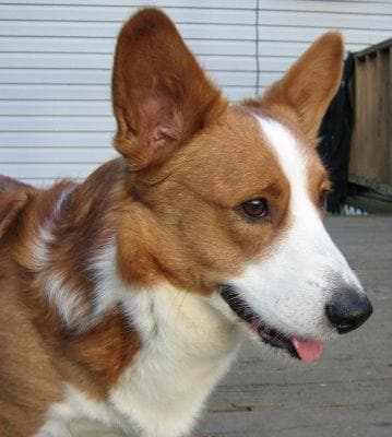 Adorable corgi dog