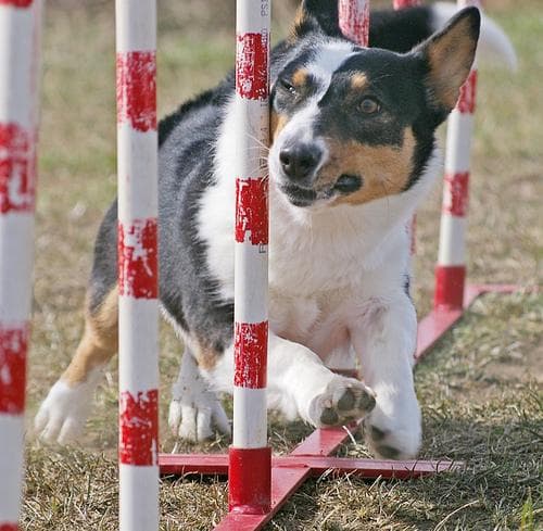 Corgi Cardigan dog