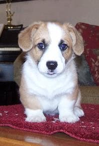 Adorable corgi dog