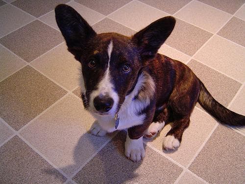 Corgi dog