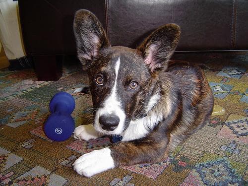 Corgi dog