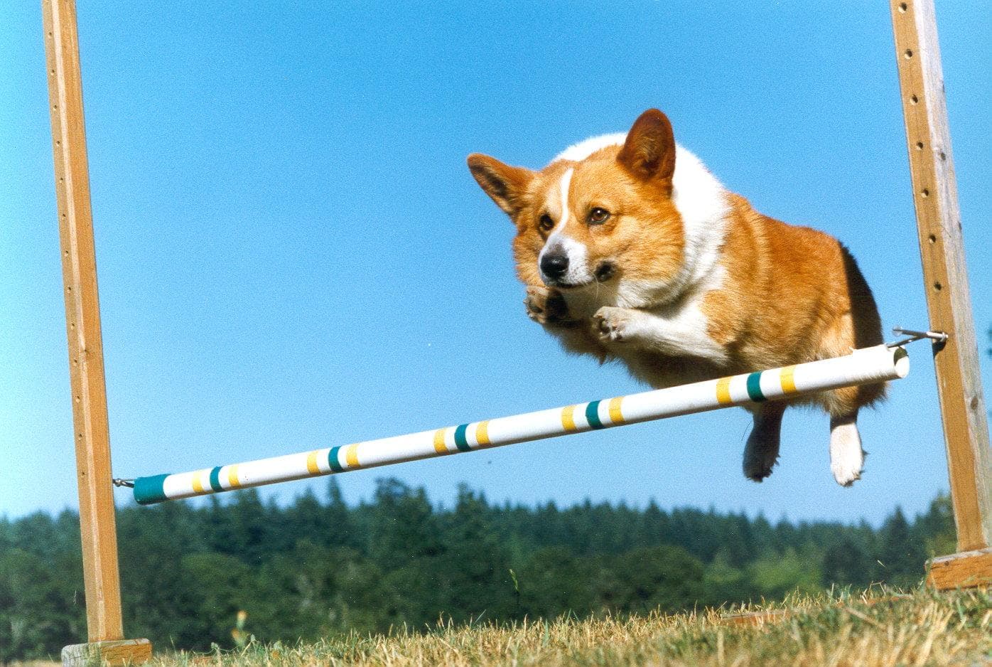 Corgi Cardigan