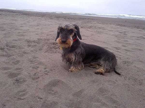 Dachshund dog