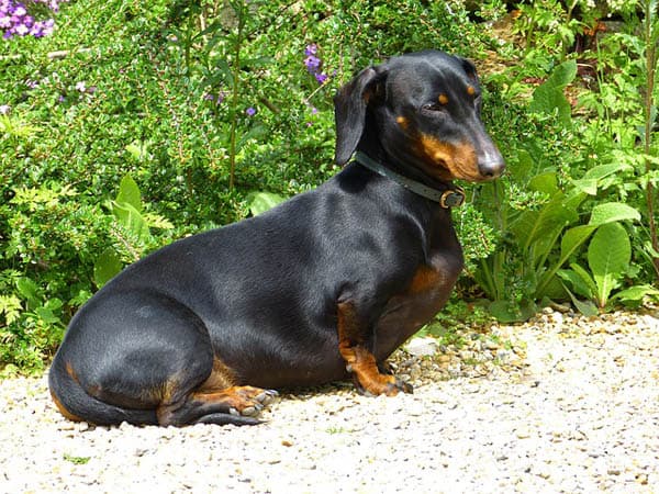 Dachshund dog