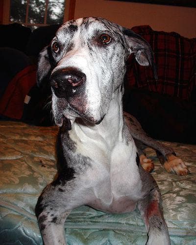 Dane Great dog