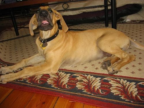 Dane dog