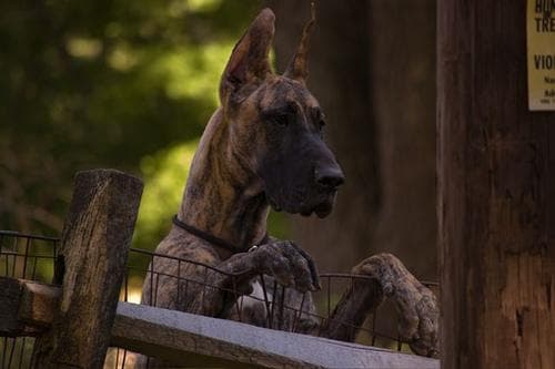 Dane dog